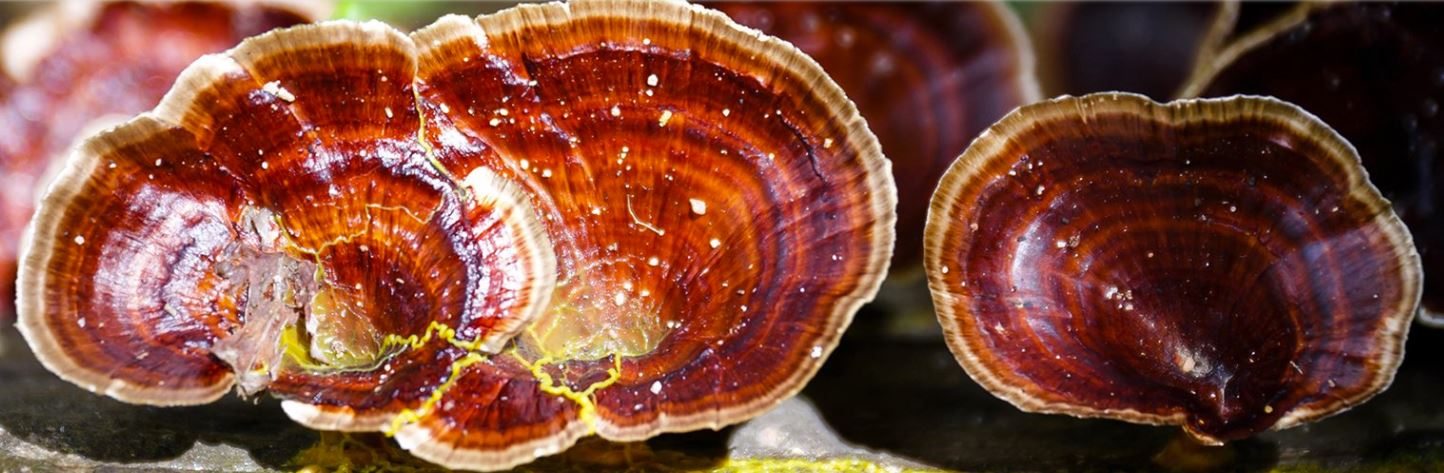 Reishi Spores: A Novel Application of Medicinal Mushrooms